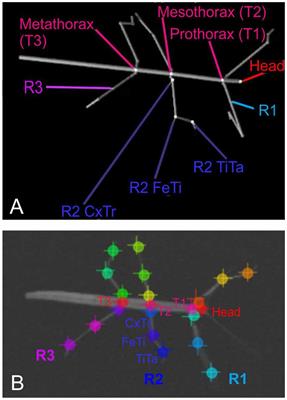 Marker-Less Motion Capture of Insect Locomotion With Deep Neural Networks Pre-trained on Synthetic Videos